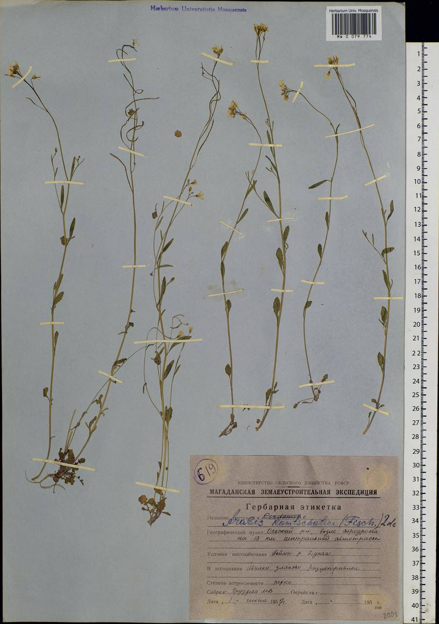 Arabidopsis lyrata subsp. kamchatica (Fisch. ex DC.) O'Kane & Al-Shehbaz, Siberia, Chukotka & Kamchatka (S7) (Russia)