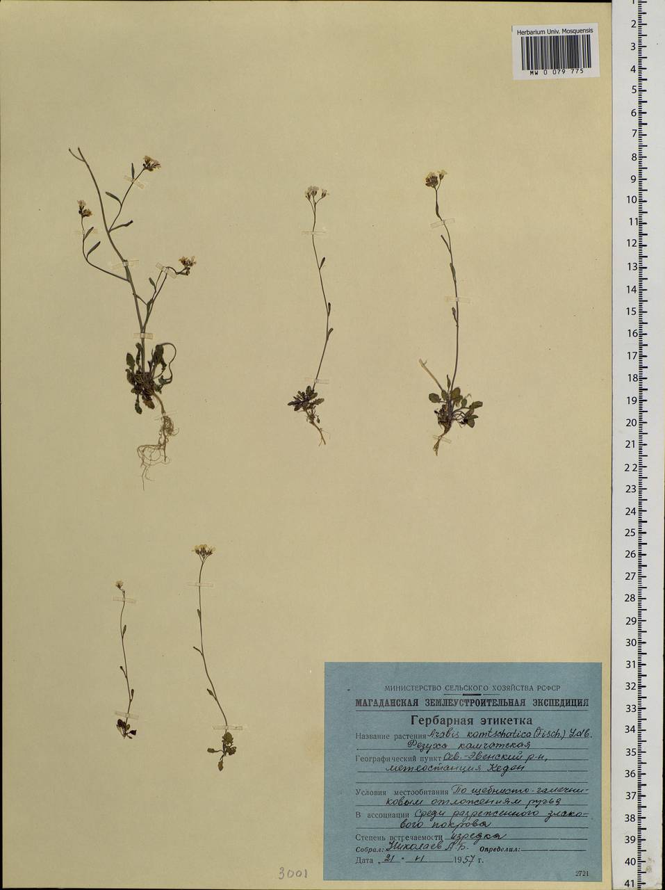 Arabidopsis lyrata subsp. kamchatica (Fisch. ex DC.) O'Kane & Al-Shehbaz, Siberia, Chukotka & Kamchatka (S7) (Russia)