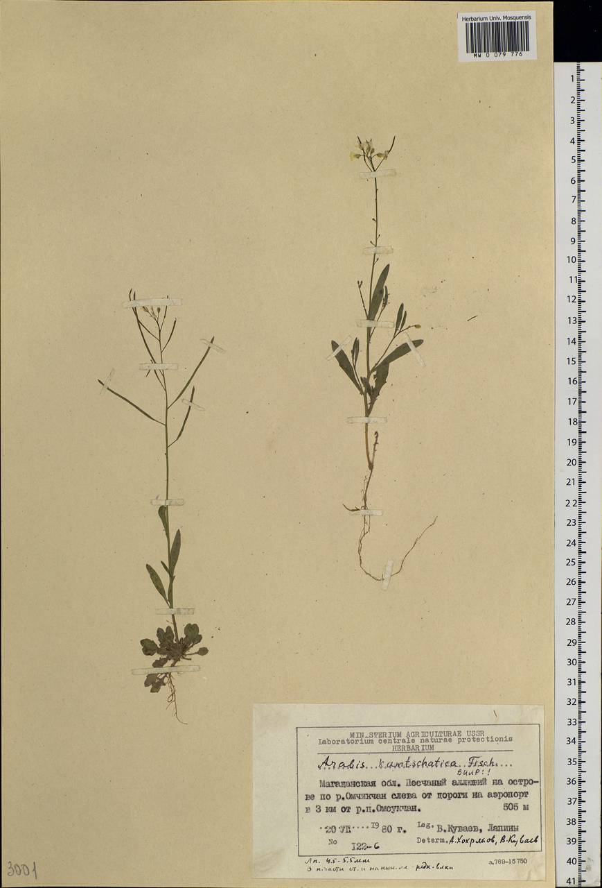 Arabidopsis lyrata subsp. kamchatica (Fisch. ex DC.) O'Kane & Al-Shehbaz, Siberia, Chukotka & Kamchatka (S7) (Russia)