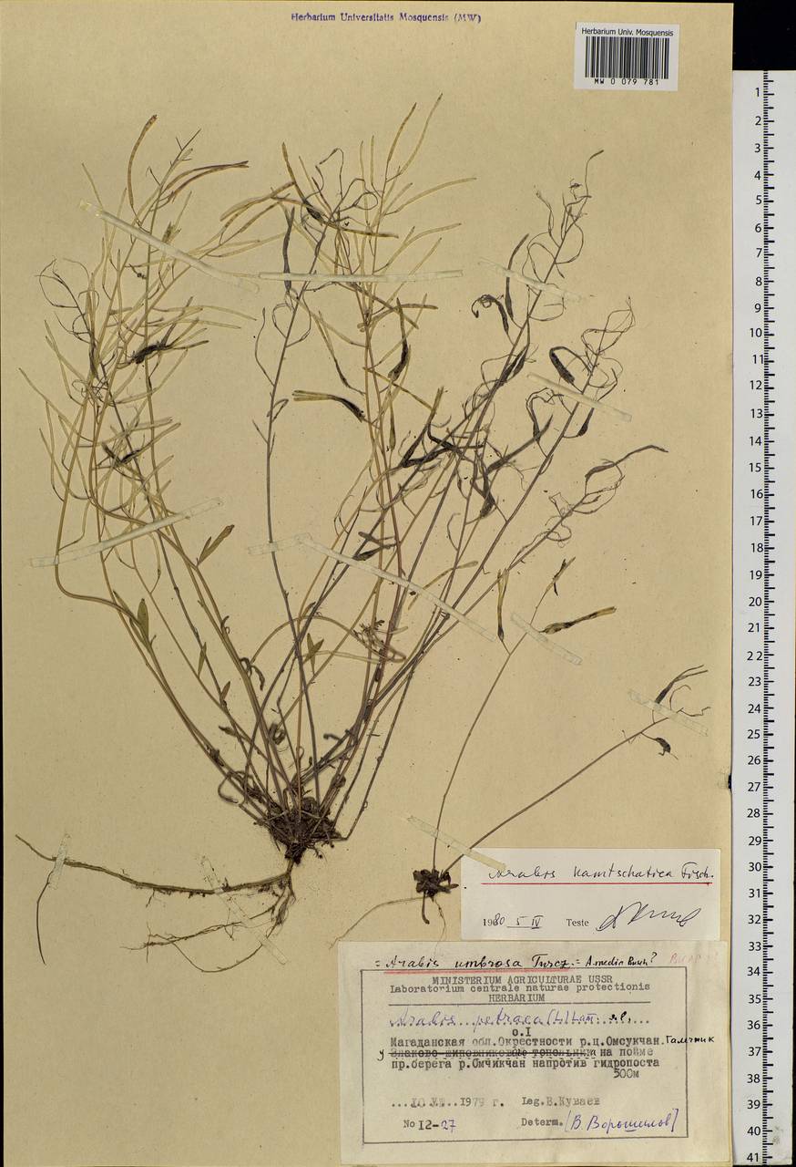 Arabidopsis lyrata subsp. kamchatica (Fisch. ex DC.) O'Kane & Al-Shehbaz, Siberia, Chukotka & Kamchatka (S7) (Russia)