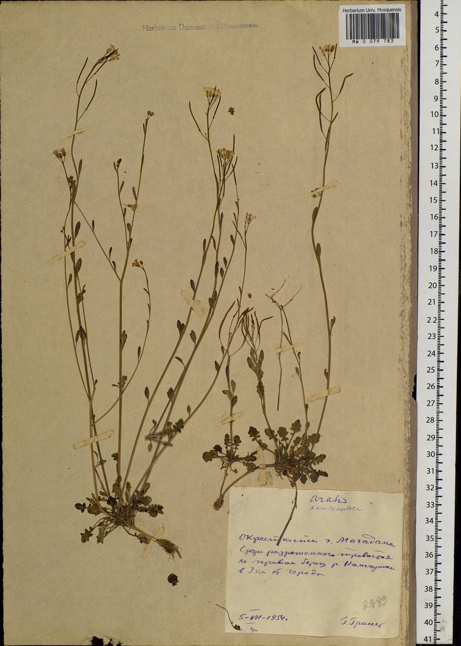 Arabidopsis lyrata subsp. kamchatica (Fisch. ex DC.) O'Kane & Al-Shehbaz, Siberia, Chukotka & Kamchatka (S7) (Russia)