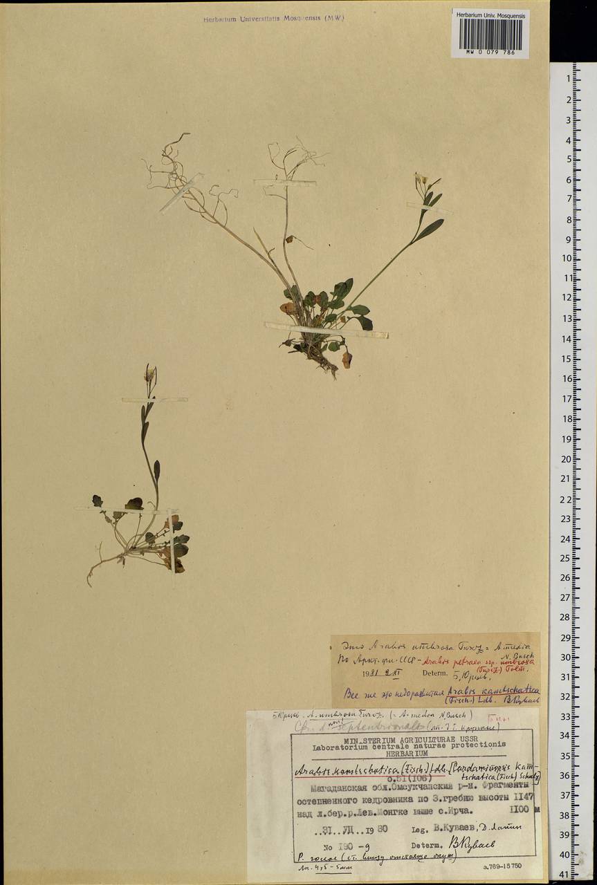 Arabidopsis lyrata subsp. kamchatica (Fisch. ex DC.) O'Kane & Al-Shehbaz, Siberia, Chukotka & Kamchatka (S7) (Russia)