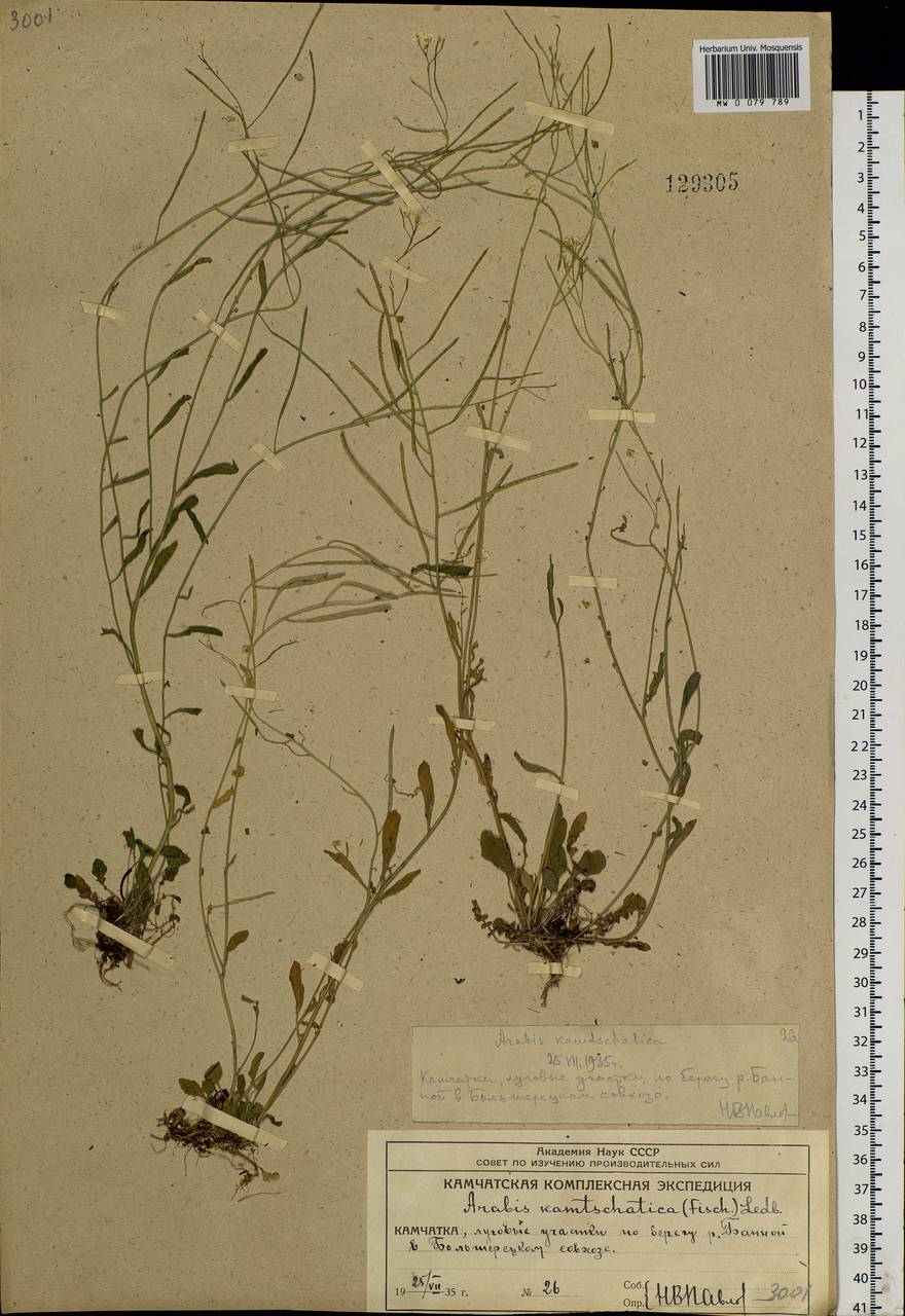 Arabidopsis lyrata subsp. kamchatica (Fisch. ex DC.) O'Kane & Al-Shehbaz, Siberia, Chukotka & Kamchatka (S7) (Russia)