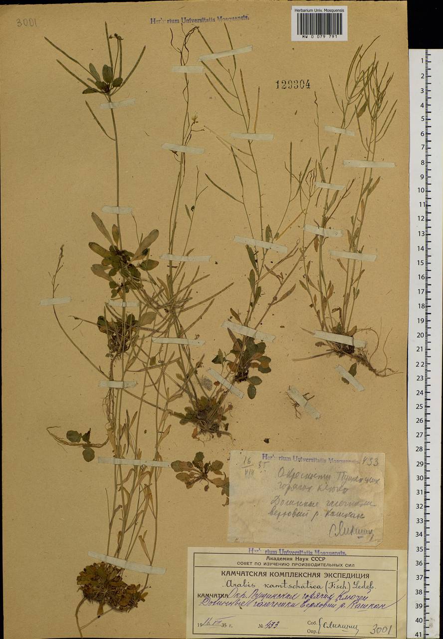 Arabidopsis lyrata subsp. kamchatica (Fisch. ex DC.) O'Kane & Al-Shehbaz, Siberia, Chukotka & Kamchatka (S7) (Russia)