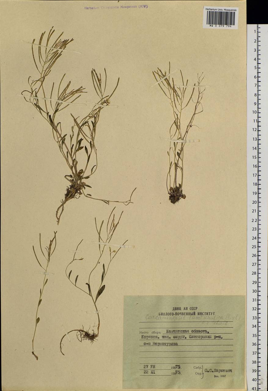 Arabidopsis lyrata subsp. kamchatica (Fisch. ex DC.) O'Kane & Al-Shehbaz, Siberia, Chukotka & Kamchatka (S7) (Russia)