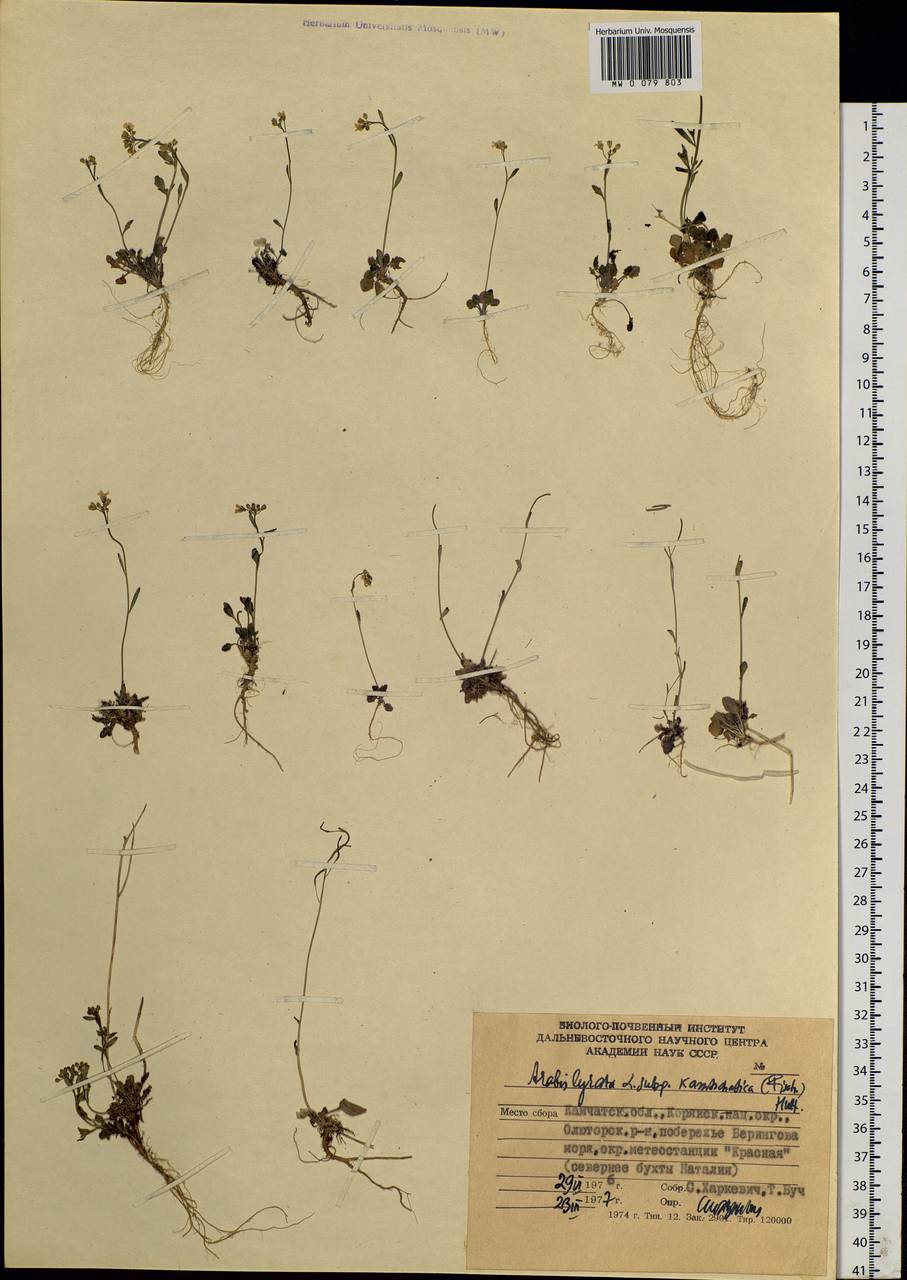 Arabidopsis lyrata subsp. kamchatica (Fisch. ex DC.) O'Kane & Al-Shehbaz, Siberia, Chukotka & Kamchatka (S7) (Russia)