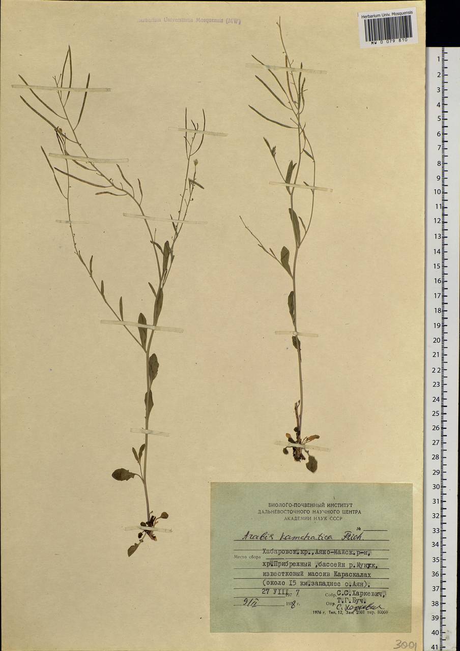 Arabidopsis lyrata subsp. kamchatica (Fisch. ex DC.) O'Kane & Al-Shehbaz, Siberia, Russian Far East (S6) (Russia)