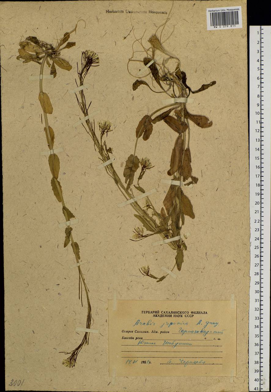 Turritis stelleri (DC.) V. I. Dorof., Siberia, Russian Far East (S6) (Russia)