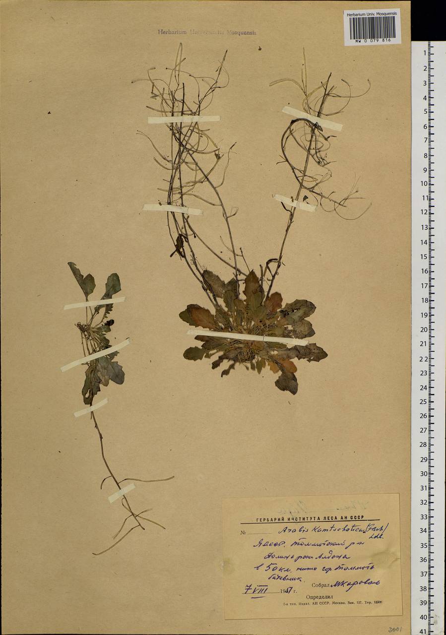 Arabidopsis lyrata subsp. kamchatica (Fisch. ex DC.) O'Kane & Al-Shehbaz, Siberia, Yakutia (S5) (Russia)