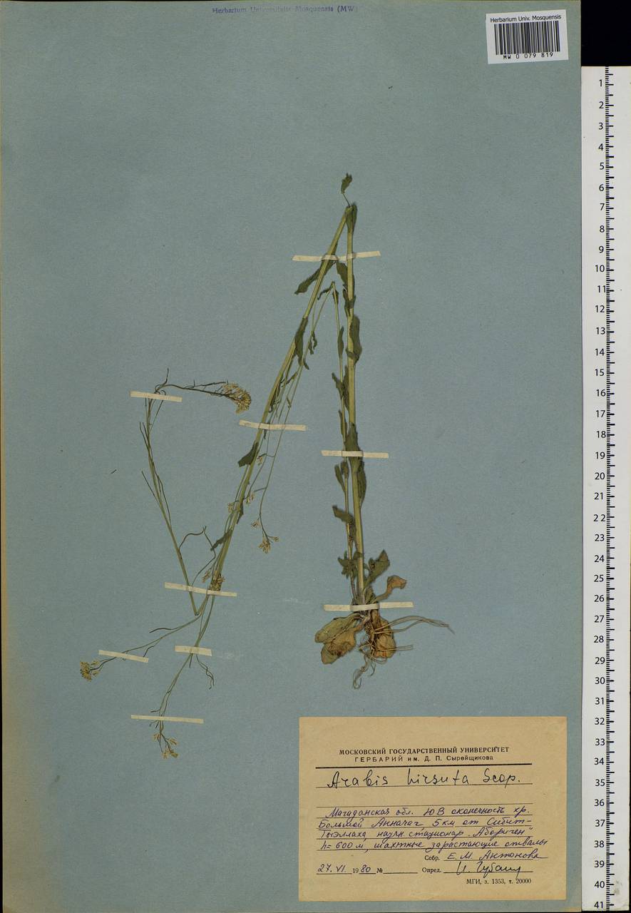 Arabis hirsuta (L.) Scop., Siberia, Chukotka & Kamchatka (S7) (Russia)