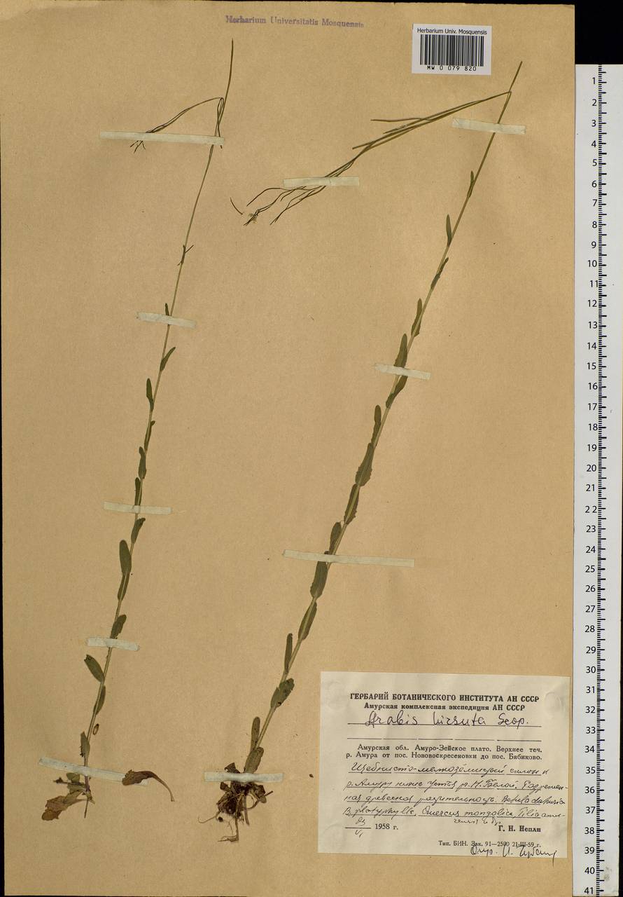 Arabis hirsuta (L.) Scop., Siberia, Russian Far East (S6) (Russia)