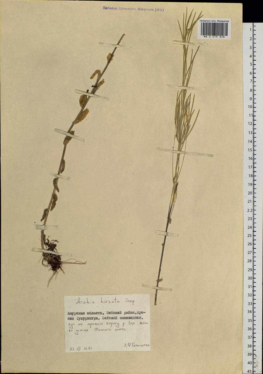 Arabis hirsuta (L.) Scop., Siberia, Russian Far East (S6) (Russia)