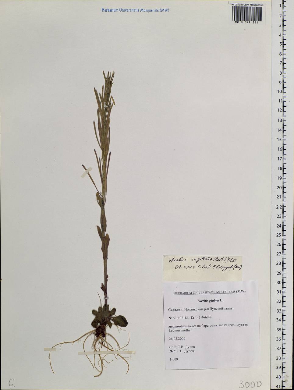 Arabis hirsuta (L.) Scop., Siberia, Russian Far East (S6) (Russia)