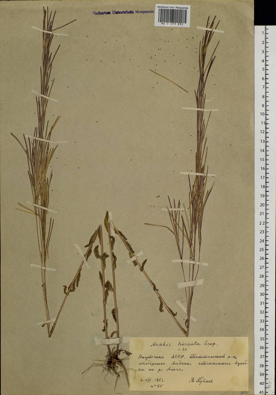 Arabis hirsuta (L.) Scop., Siberia, Yakutia (S5) (Russia)