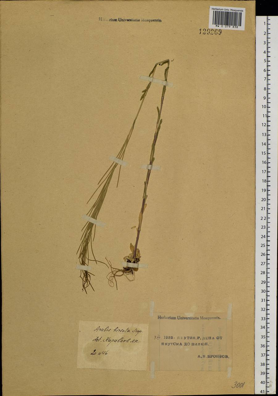 Arabis hirsuta (L.) Scop., Siberia, Yakutia (S5) (Russia)