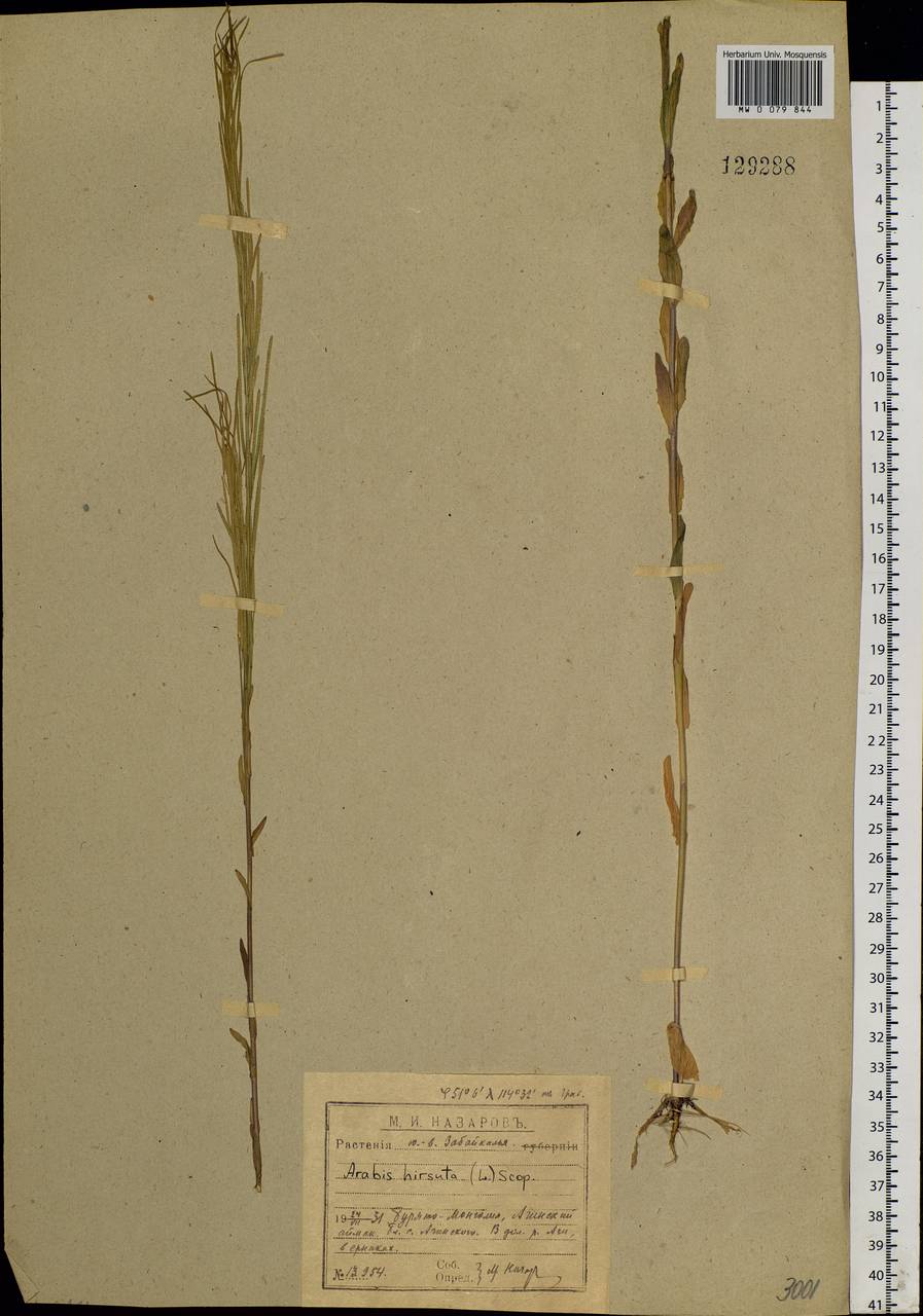 Arabis hirsuta (L.) Scop., Siberia, Baikal & Transbaikal region (S4) (Russia)