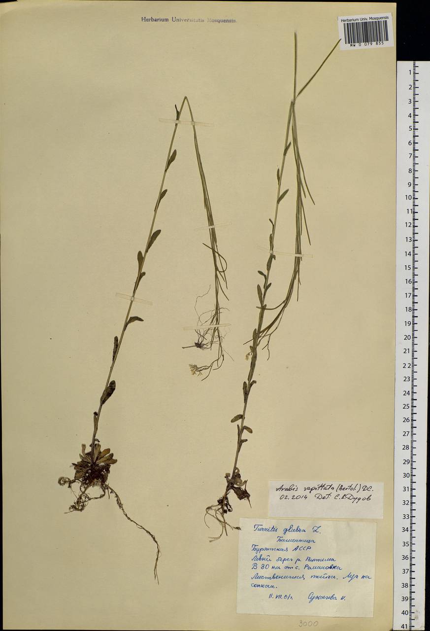 Arabis hirsuta (L.) Scop., Siberia, Baikal & Transbaikal region (S4) (Russia)