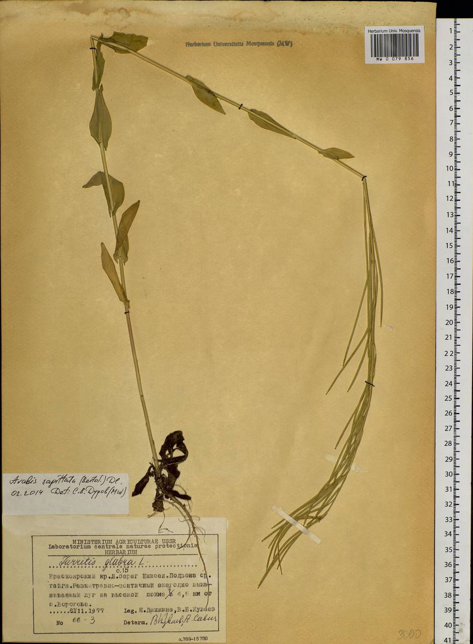 Arabis hirsuta (L.) Scop., Siberia, Central Siberia (S3) (Russia)