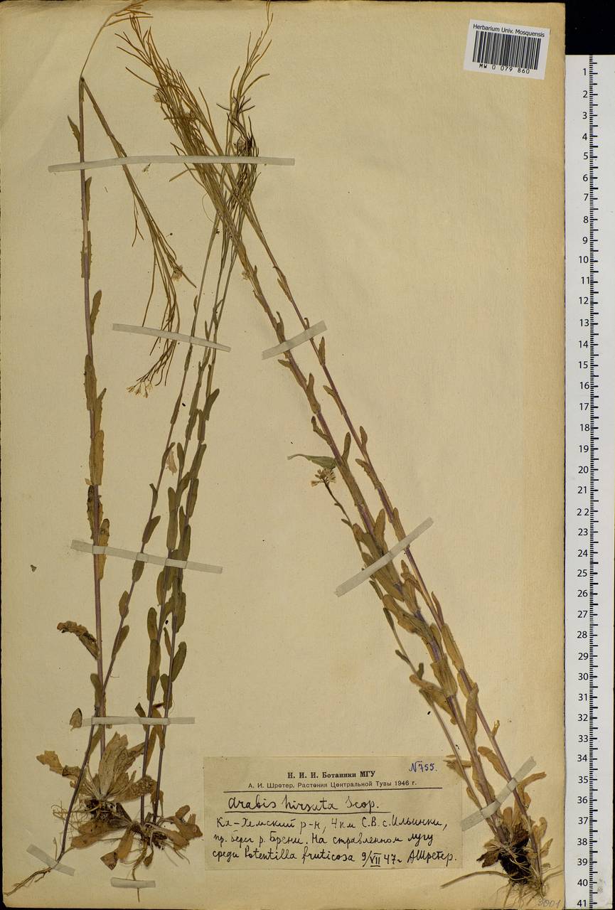 Arabis hirsuta (L.) Scop., Siberia, Altai & Sayany Mountains (S2) (Russia)