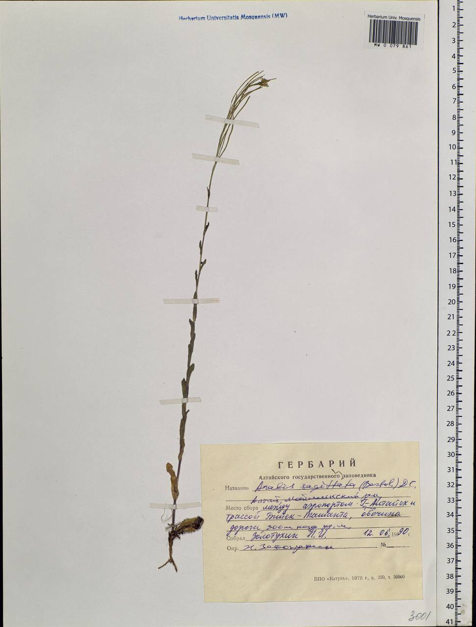 Arabis hirsuta (L.) Scop., Siberia, Altai & Sayany Mountains (S2) (Russia)