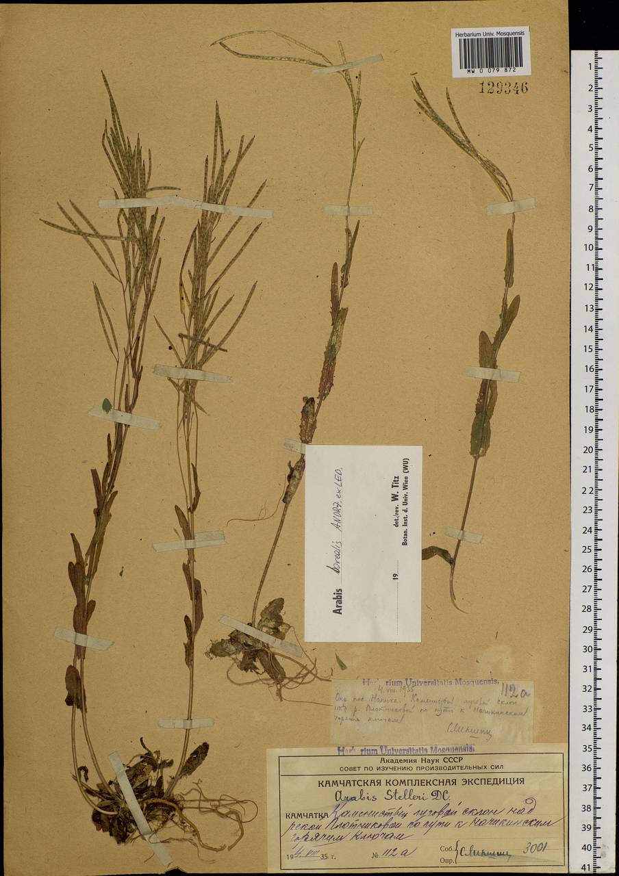 Arabis sagittata var. borealis (Andrz. ex Ledeb.) A.L.Ebel, Siberia, Chukotka & Kamchatka (S7) (Russia)