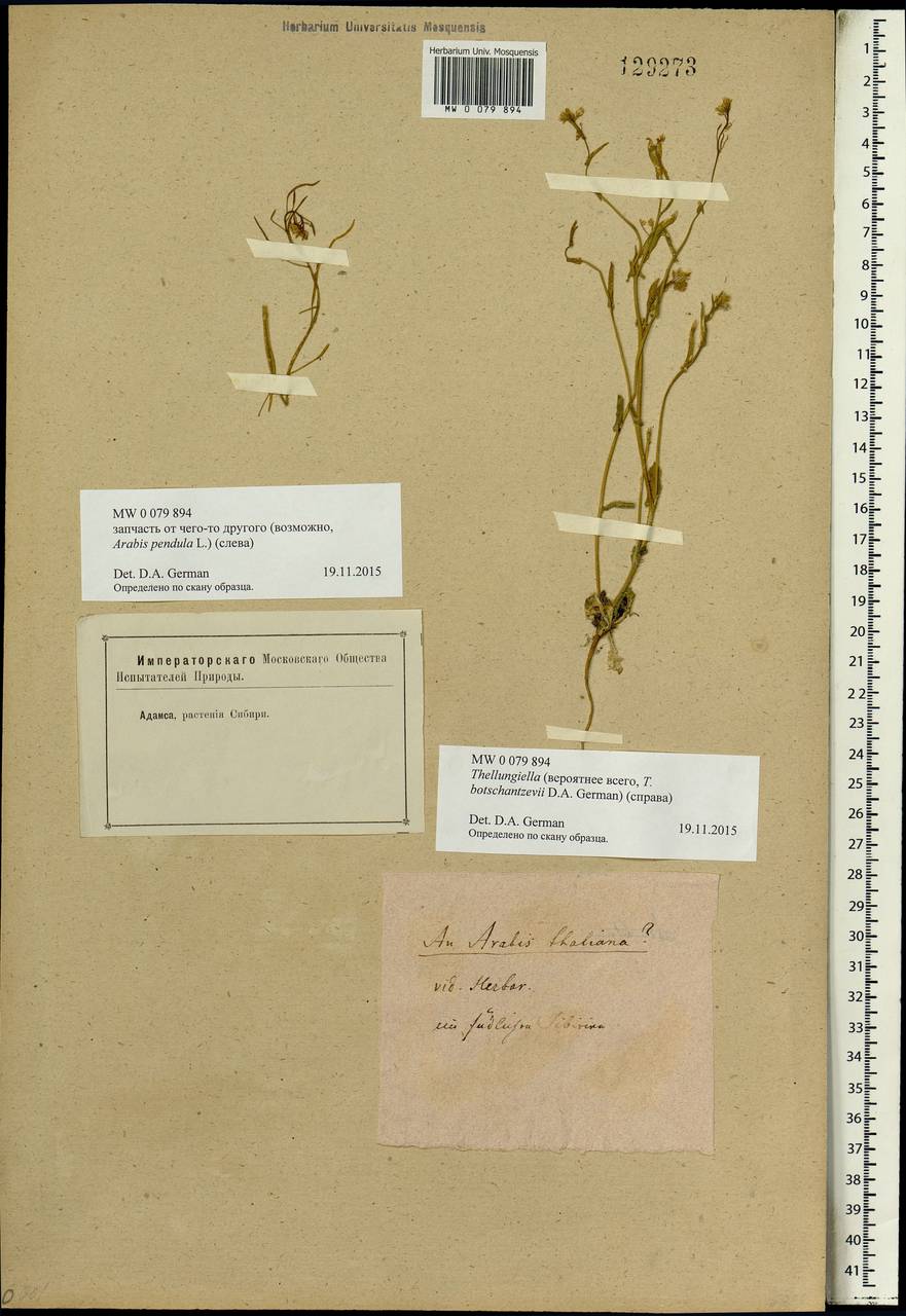Eutrema botschantzevii (D.A.German) Al-Shehbaz & Warwick, Siberia (no precise locality) (S0) (Russia)