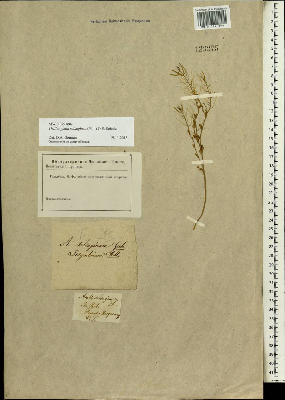 Eutrema salsugineum (Pall.) Al-Shehbaz & Warwick, Siberia (no precise locality) (S0) (Russia)