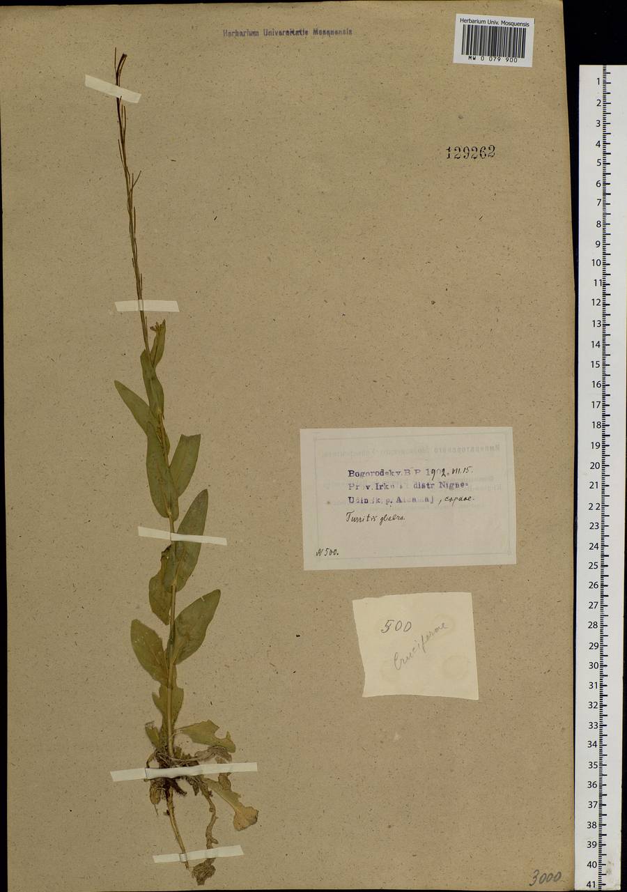 Turritis glabra L., Siberia, Baikal & Transbaikal region (S4) (Russia)