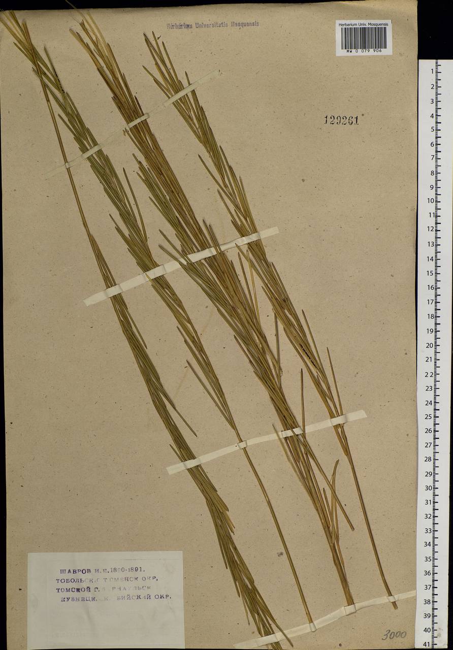 Turritis glabra L., Siberia (no precise locality) (S0) (Russia)