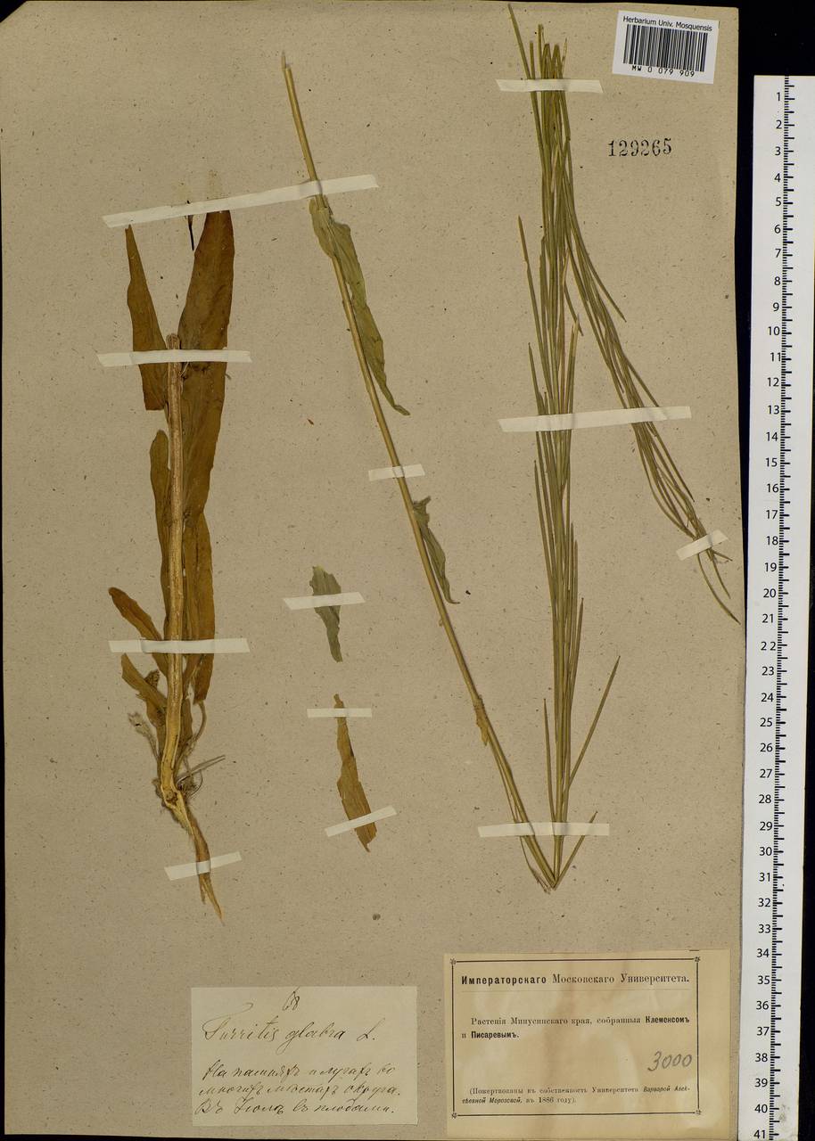 Turritis glabra L., Siberia, Altai & Sayany Mountains (S2) (Russia)