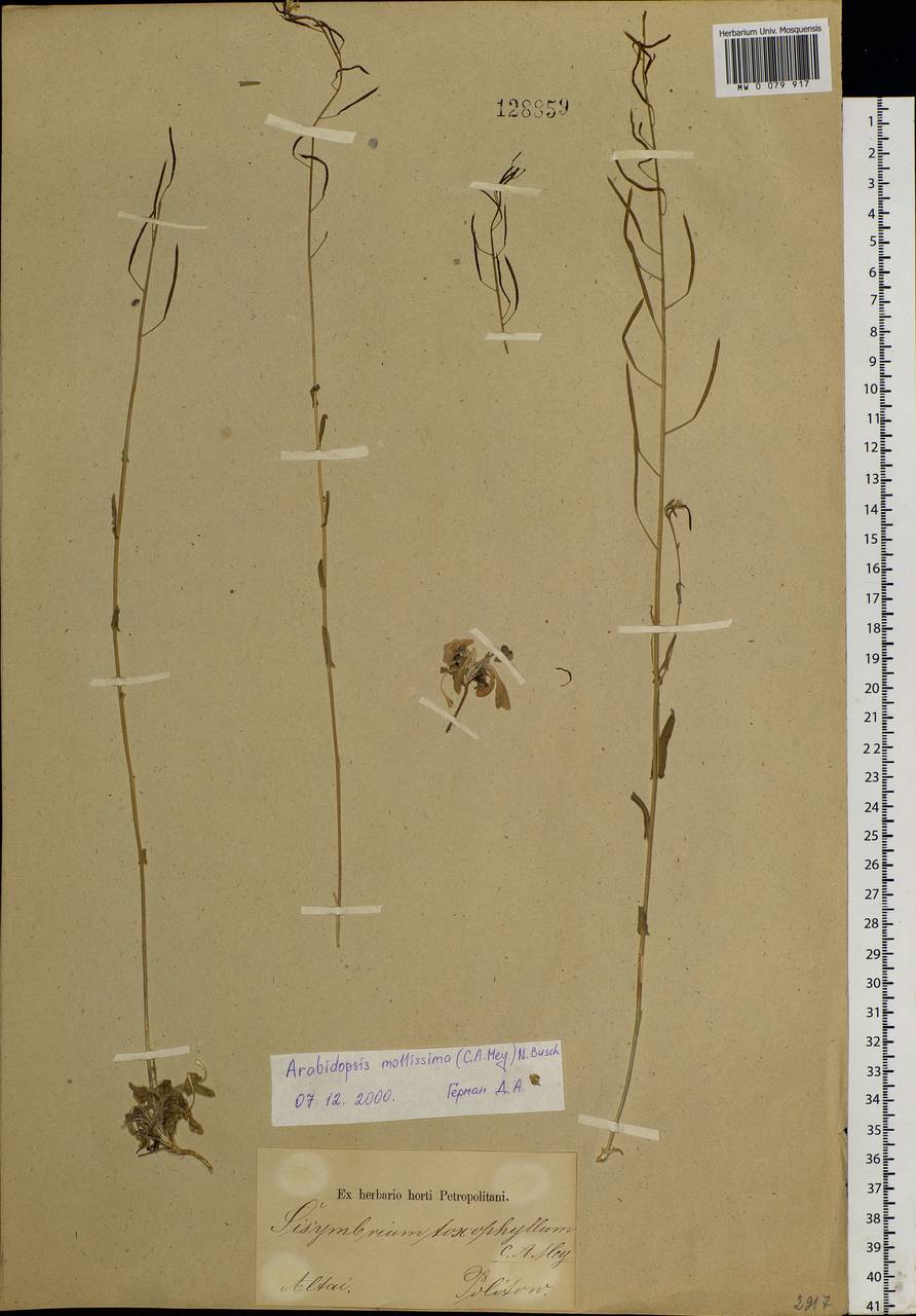 Pseudoarabidopsis toxophylla (M.Bieb.) Al-Shehbaz, O'Kane & R.A. Price, Siberia, Altai & Sayany Mountains (S2) (Russia)