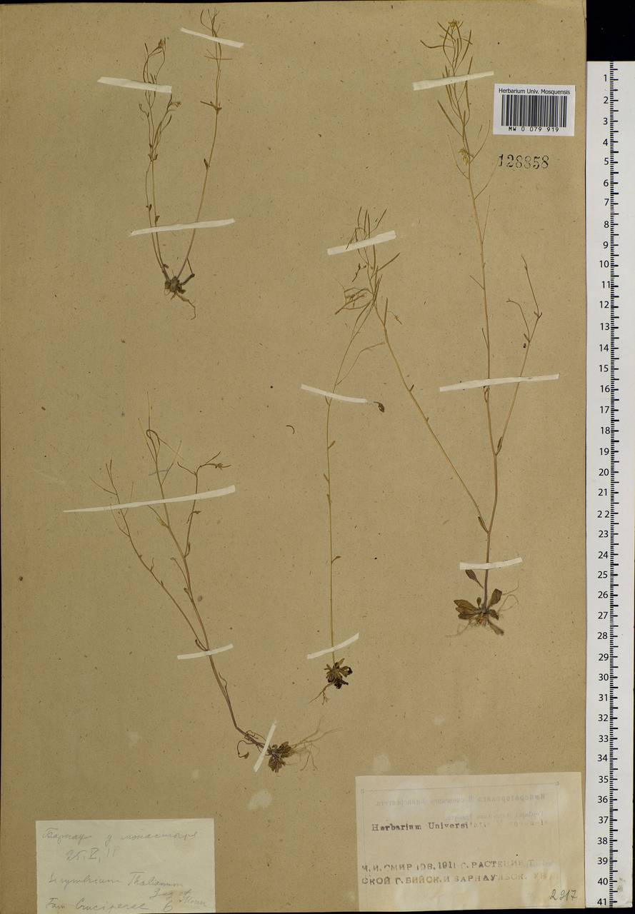 Arabidopsis thaliana (L.) Heynh., Siberia, Altai & Sayany Mountains (S2) (Russia)