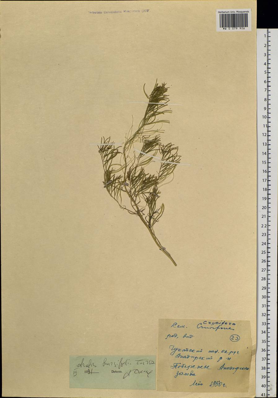 Crucihimalaya bursifolia (DC.) D. A. German & A. L. Ebel, Siberia, Chukotka & Kamchatka (S7) (Russia)