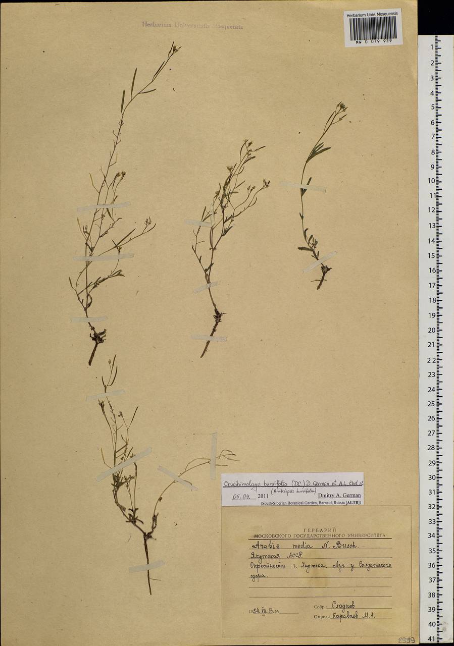 Crucihimalaya bursifolia (DC.) D. A. German & A. L. Ebel, Siberia, Yakutia (S5) (Russia)