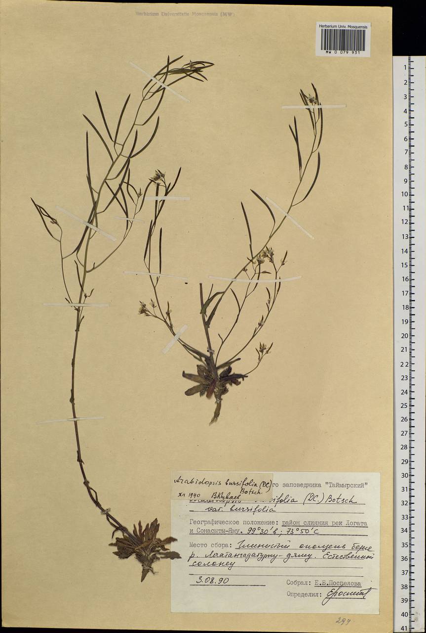 Crucihimalaya bursifolia (DC.) D. A. German & A. L. Ebel, Siberia, Central Siberia (S3) (Russia)