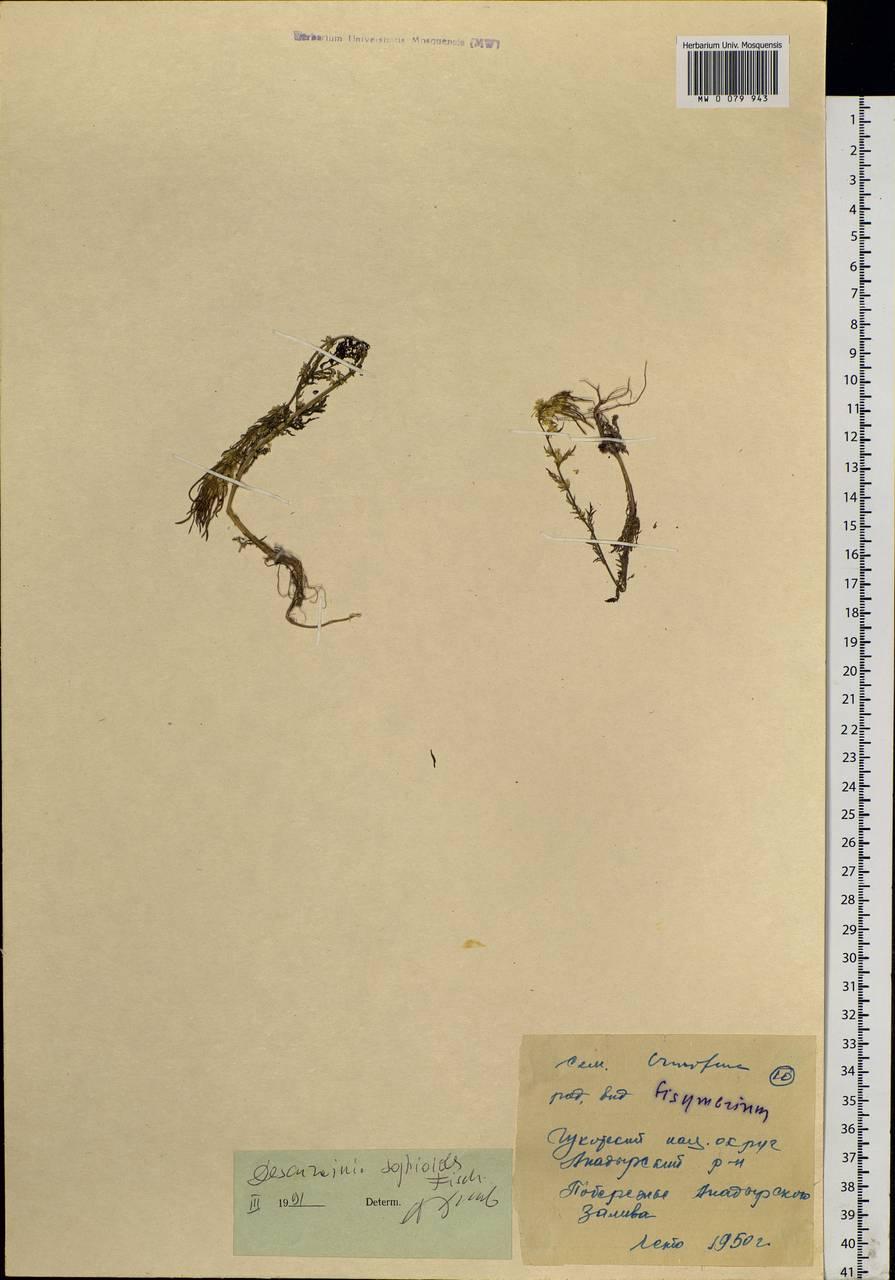 Descurainia sophioides (Fisch. ex Hook.) O.E.Schulz, Siberia, Chukotka & Kamchatka (S7) (Russia)