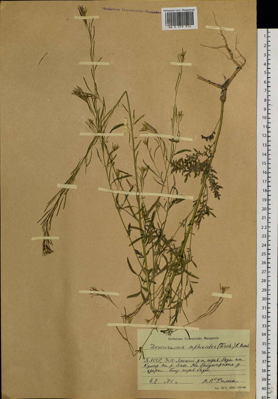 Descurainia sophioides (Fisch. ex Hook.) O.E.Schulz, Siberia, Yakutia (S5) (Russia)
