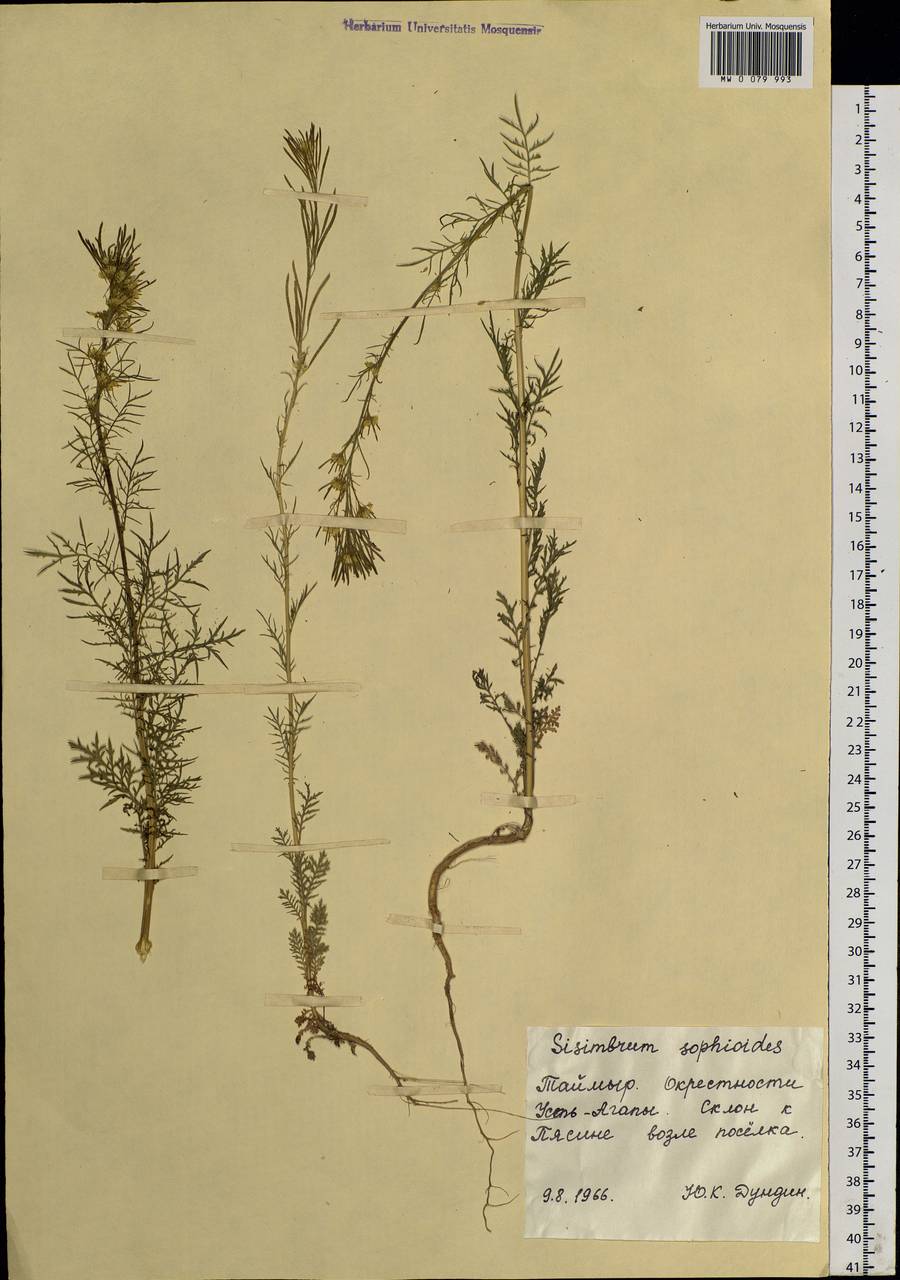 Descurainia sophioides (Fisch. ex Hook.) O.E.Schulz, Siberia, Central Siberia (S3) (Russia)