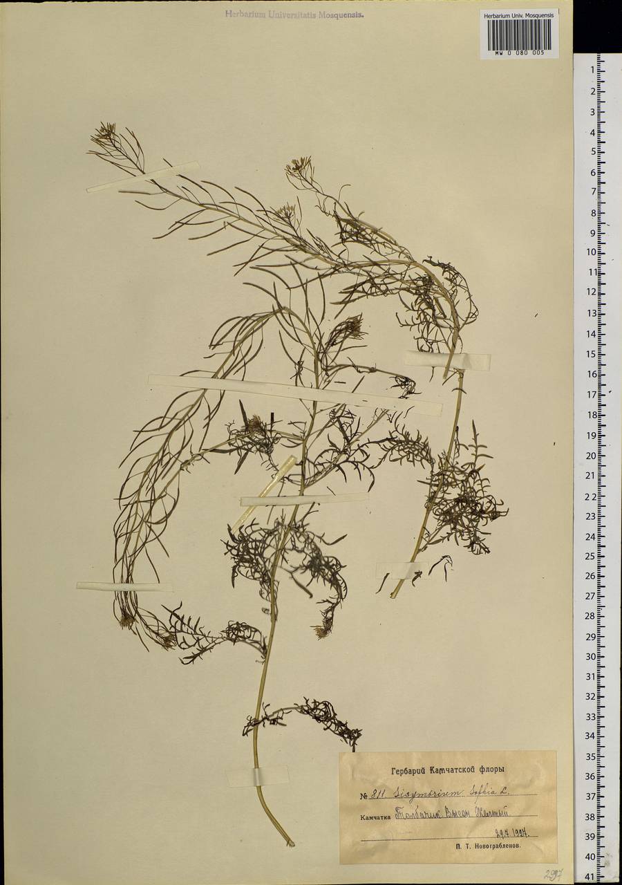 Descurainia sophia (L.) Webb ex Prantl, Siberia, Chukotka & Kamchatka (S7) (Russia)