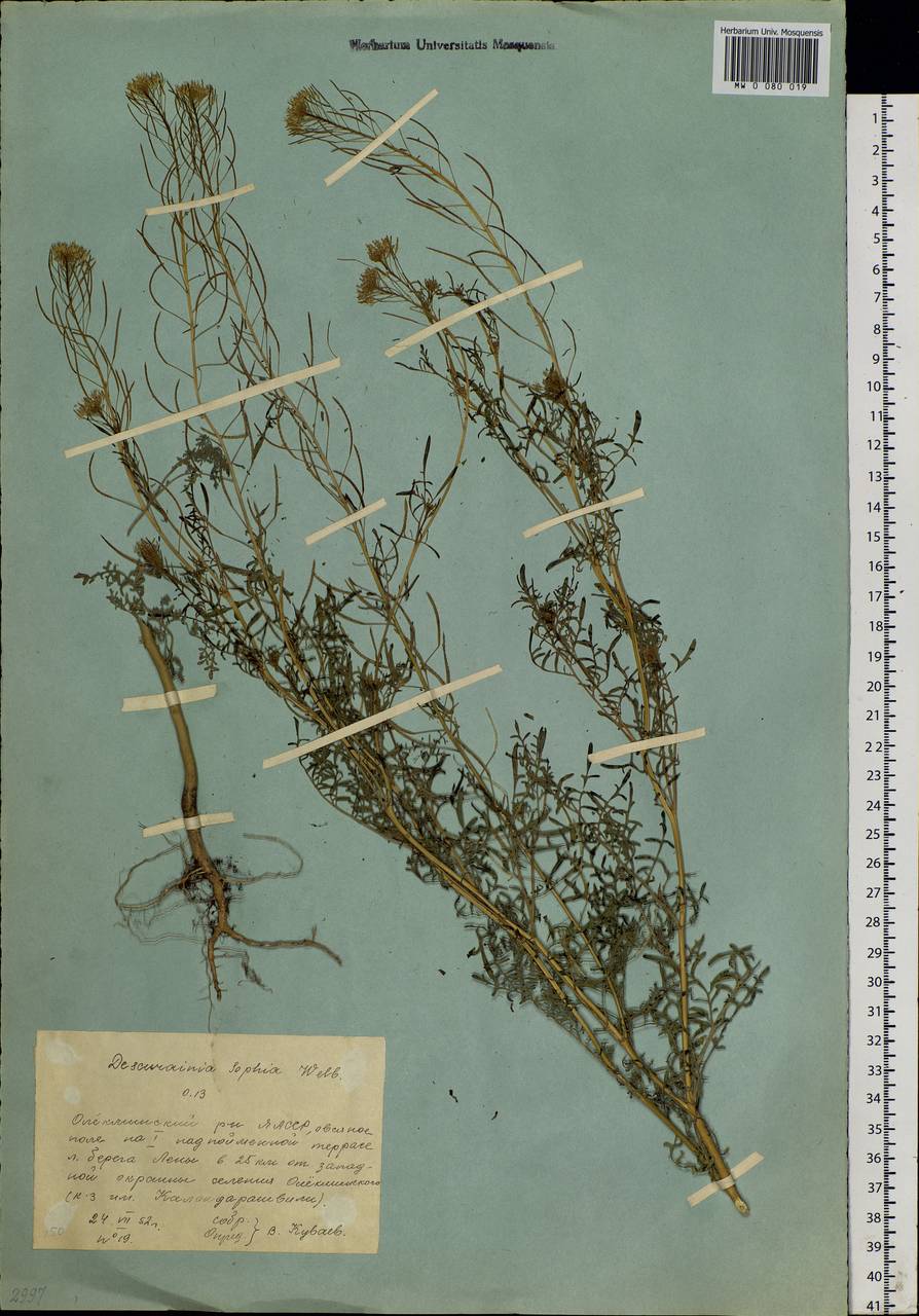 Descurainia sophia (L.) Webb ex Prantl, Siberia, Yakutia (S5) (Russia)