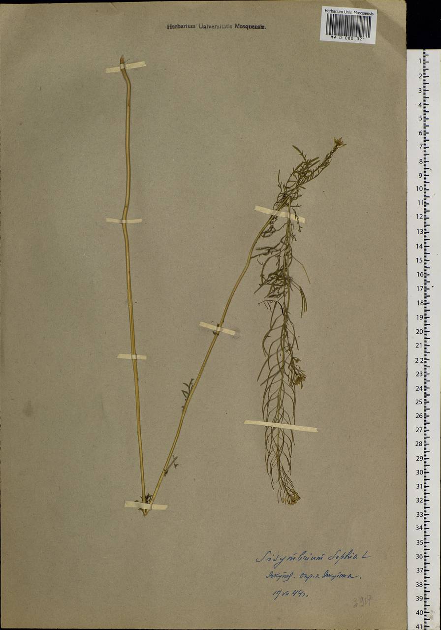 Descurainia sophia (L.) Webb ex Prantl, Siberia, Yakutia (S5) (Russia)