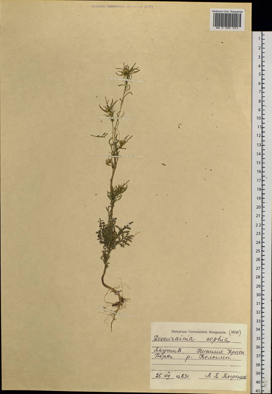 Descurainia sophia (L.) Webb ex Prantl, Siberia, Yakutia (S5) (Russia)