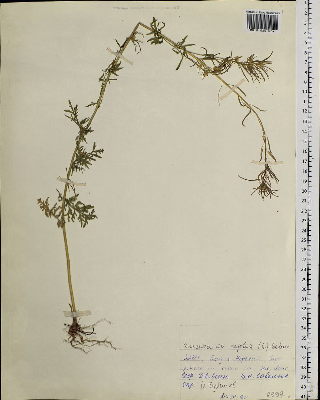 Descurainia sophia (L.) Webb ex Prantl, Siberia, Yakutia (S5) (Russia)