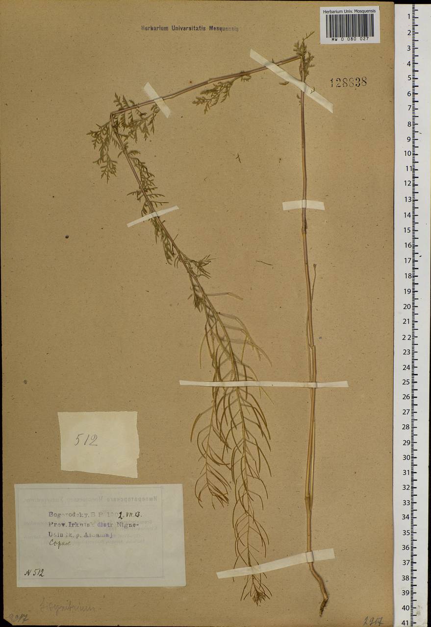 Descurainia sophia (L.) Webb ex Prantl, Siberia, Baikal & Transbaikal region (S4) (Russia)