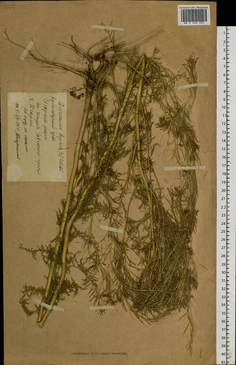 Descurainia sophia (L.) Webb ex Prantl, Siberia, Central Siberia (S3) (Russia)