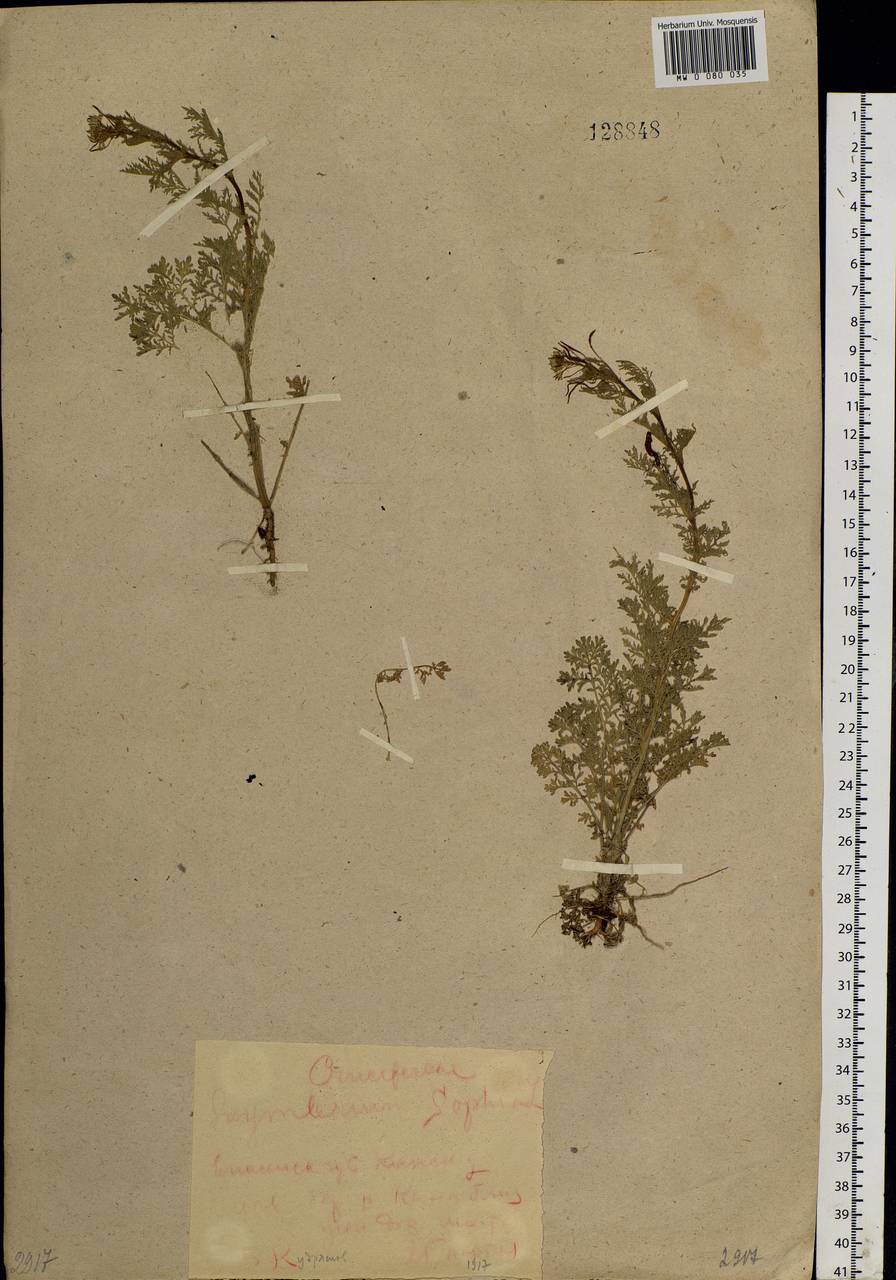 Descurainia sophia (L.) Webb ex Prantl, Siberia, Central Siberia (S3) (Russia)