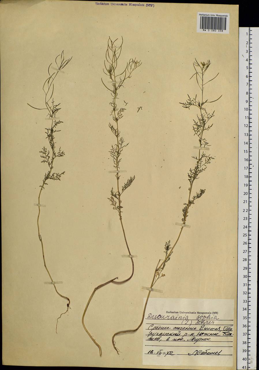 Descurainia sophia (L.) Webb ex Prantl, Siberia, Central Siberia (S3) (Russia)