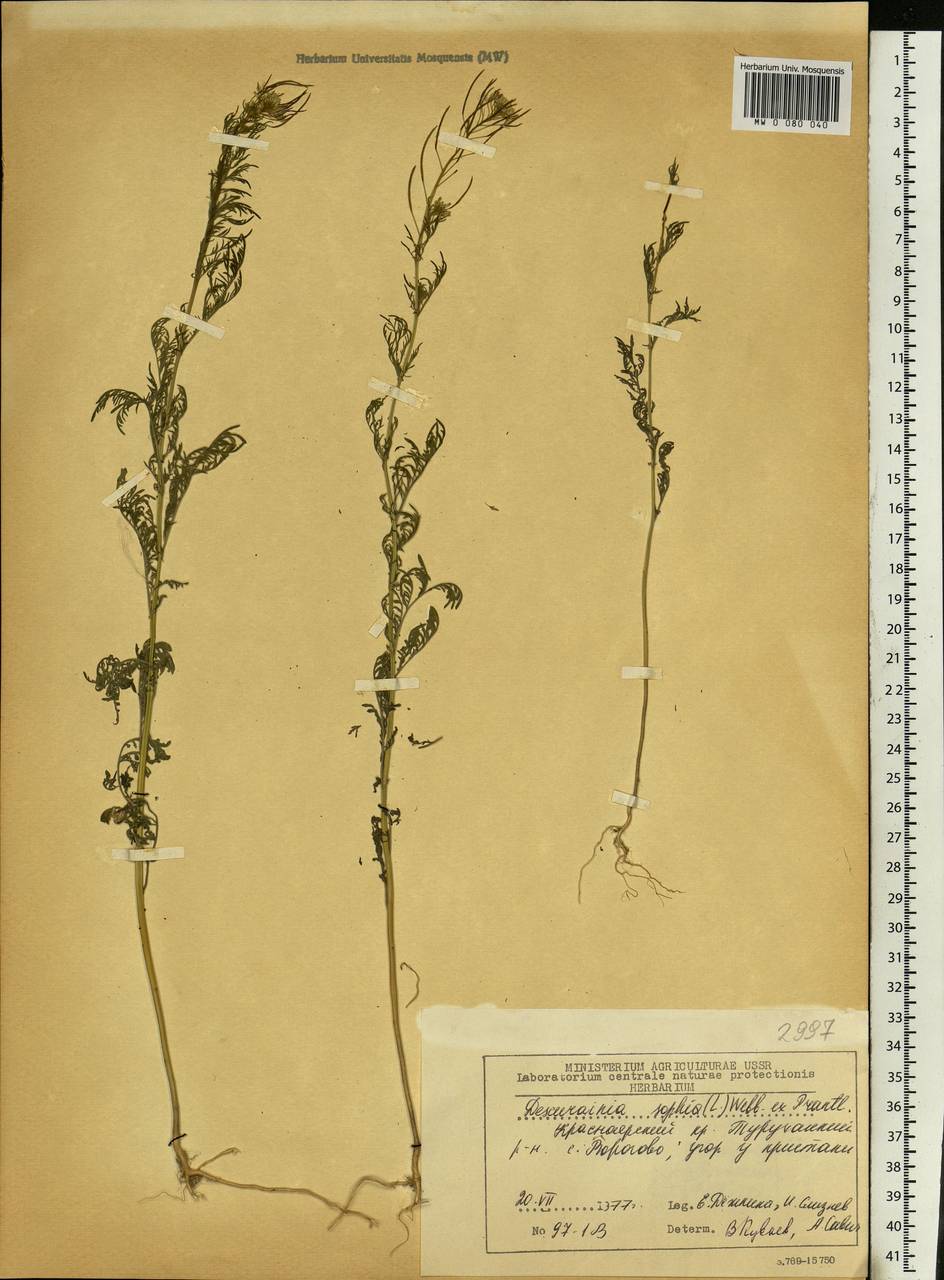 Descurainia sophia (L.) Webb ex Prantl, Siberia, Central Siberia (S3) (Russia)