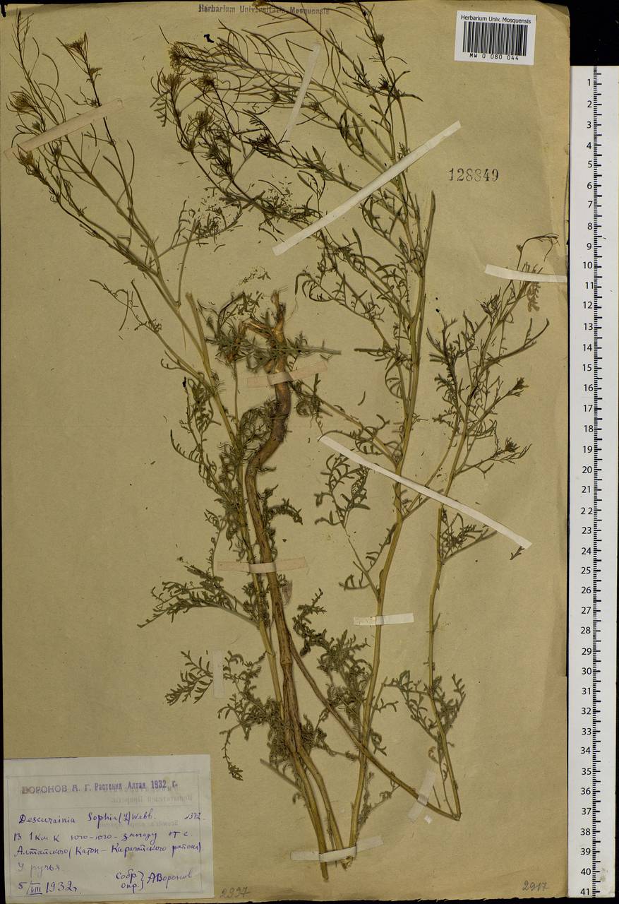 Descurainia sophia (L.) Webb ex Prantl, Siberia, Western (Kazakhstan) Altai Mountains (S2a) (Kazakhstan)