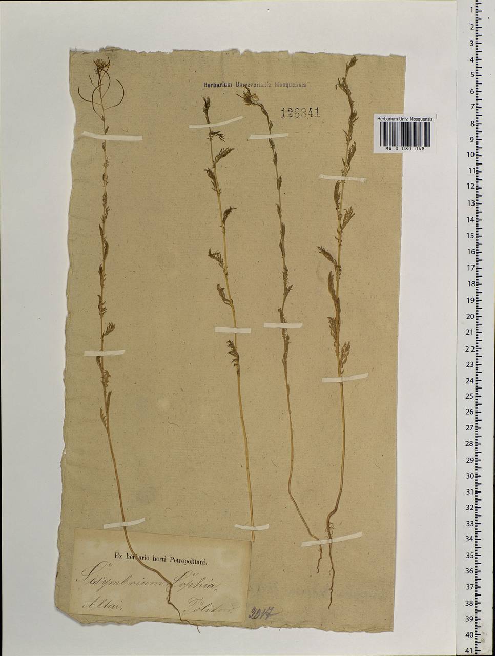 Descurainia sophia (L.) Webb ex Prantl, Siberia, Altai & Sayany Mountains (S2) (Russia)